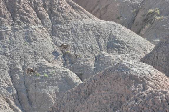 Cabras montanhesas no Badlands National Park, em South Dakota, nos Estados Unidos